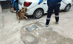 Sokak köpekleri nedeniyle mahalle sakinleri çocuklarını sokağa gönderemiyor