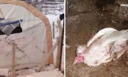 Yoğun Kar Dulkadiroğlu’nda Barınağı Çökertti,150 Tavuk Telef Oldu