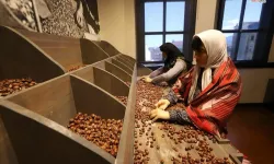 Türkiye’nin İlk Fındık Müzesi İlgi Görüyor!