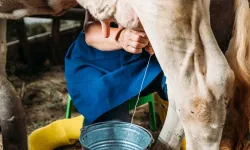 Üreticilere ücretsiz verilecek! Tam 7 bin ton