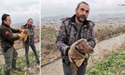Kahramanmaraş'ta yaralı şahin bulundu, tedavi altına alındı