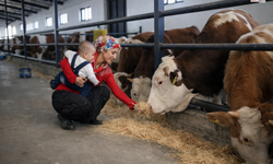 Büyükbaş Hayvancılıkta, Kahramanmaraş Türkiye’nin En İyi 25’i Arasında