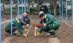 DBB kendi gülünü üretiyor, bu yıl hedef 25 bin fidan