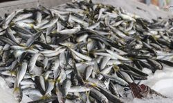 Hamsi Geri Döndü, Kahramanmaraş'ta Tezgâhlarda Hareketlilik Başladı