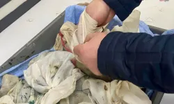 İstanbul Havalimanı'nda kaçak sülük operasyonu