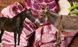 Kahramanmaraş’ta zincir market dönerinde at ve eşek eti skandalı