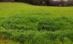 Köyüne döneceklere devletten destek kararı: İşte alacakları yardım!