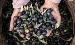 Marmarabirlik'ten 6,8 milyar TL'lik ciro ve ihracatta tarihi rekor