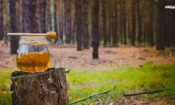 Türk çam balı için Ar-Ge atağı