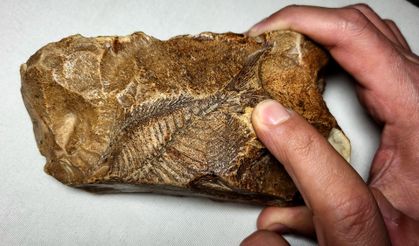 15 milyon yıllık balık fosili bulundu