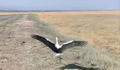Yuvadan Düşen Leylek Tedavisinin Ardından Doğaya Salındı