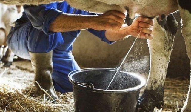 Türkiye geneli ticari süt işletmelerince 786 bin 213 ton inek sütü toplandı