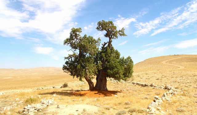Kahramanmaraş'ta 7 asırlık yalnız ardıç ağacı
