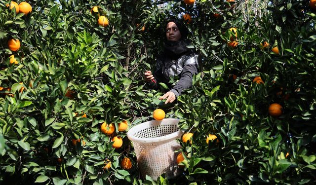 Portakallar dünyanın dört bir yanına ihraç ediliyor  