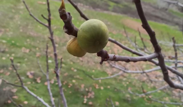 Kahramanmaraş’ta incir ağacı ocak ayında meyve verdi