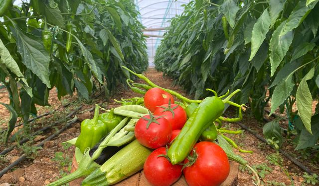 Ocak’ta domates miktarı geçen aya göre yüzde 8,9 arttı  
