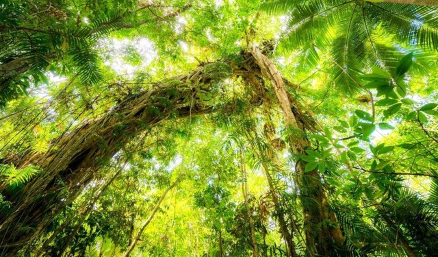 Dünyanın en eski ormanı bulundu