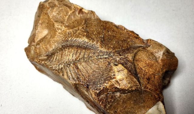 15 milyon yıllık balık fosili bulundu