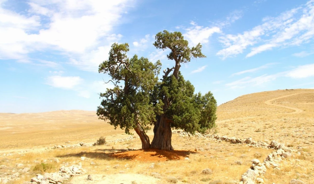 Kahramanmaraş'ta 7 asırlık yalnız ardıç ağacı