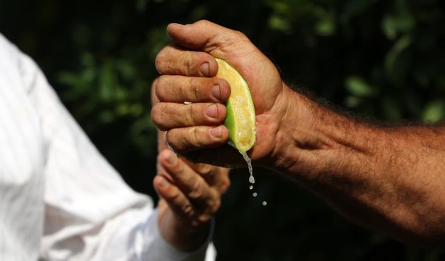 Erken hasat edilen Mayer limonların kalitesinde büyük risk