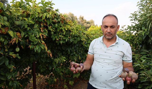 Adana 'da Oto yedek parça satıcısı tropikal meyve üreticisi oldu