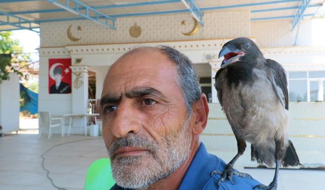 Antalya 'da Kedilerin saldırısından kurtarılan yavru kargaya çocuğu gibi bakıyor