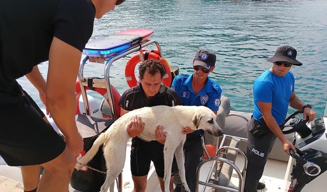 Antalya 'da Deniz polisinden yürekleri ısıtan sokak köpeği kurtarma görevi