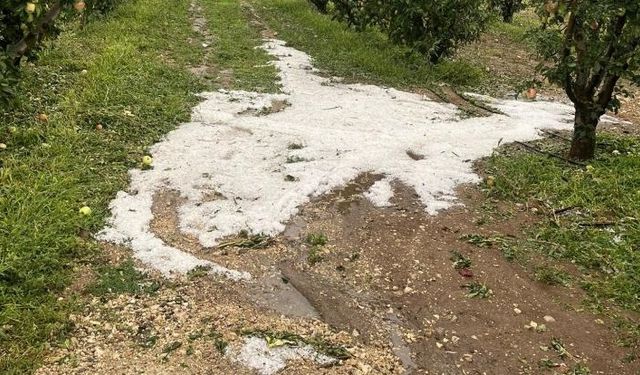 Etkili olan dolu meyve bahçelerine zarar verdi