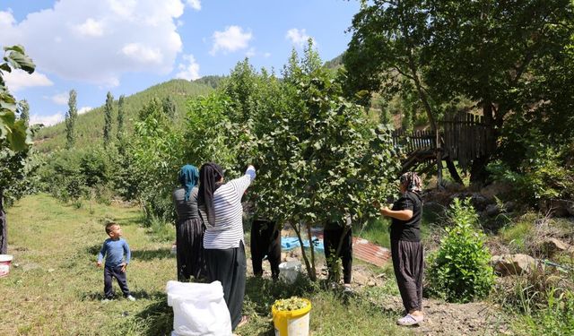 Karadeniz’den aldığı fındık fidesini Adana’da ekti, şimdi hasat ediyor