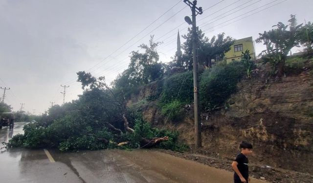 Aşırı fırtına ağaç devirdi