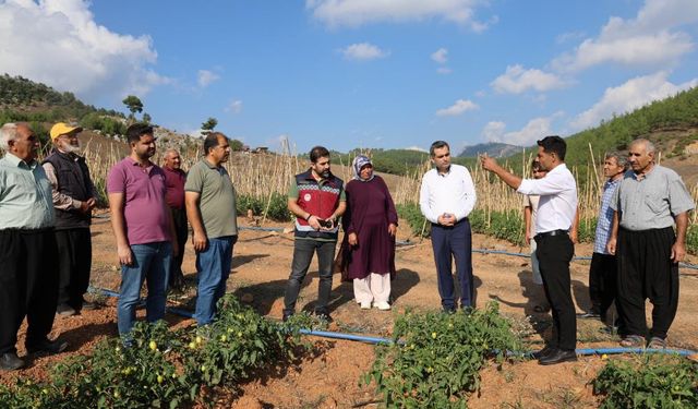 Muhtar dağlık ve susuz mahallede domates yetiştirdi