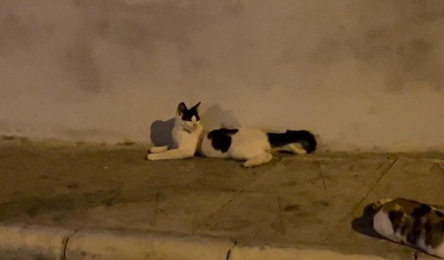 Kedi üzerinde koli bandıyla kaçtı, itfaiye yardım için kovaladı