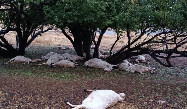 Hayvanları otlatan çobana yıldırım isabet etti