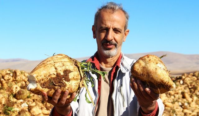 Kahramanmaraş'ta Şeker Pancarı Söküm Mesaisi Devam Ediyor