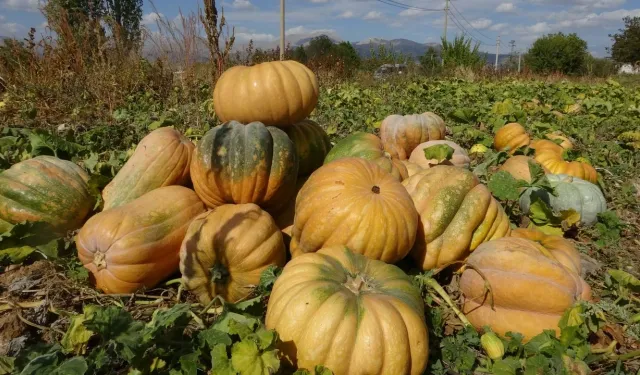 Su kısıtlaması bal kabağı rekoltesini yarı yarıya düşürdü