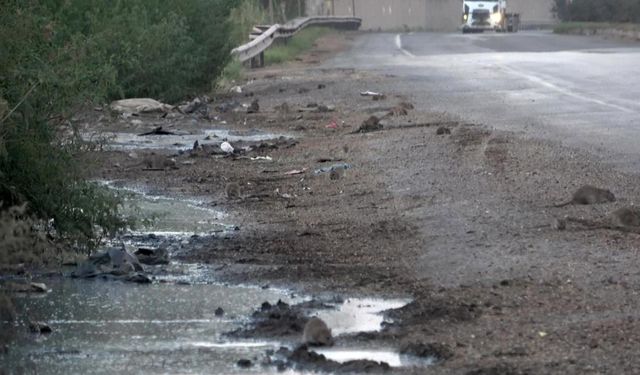 Araçlardan dökülen tahıllarla beslenen fareler, kara yolunu adeta istila etti