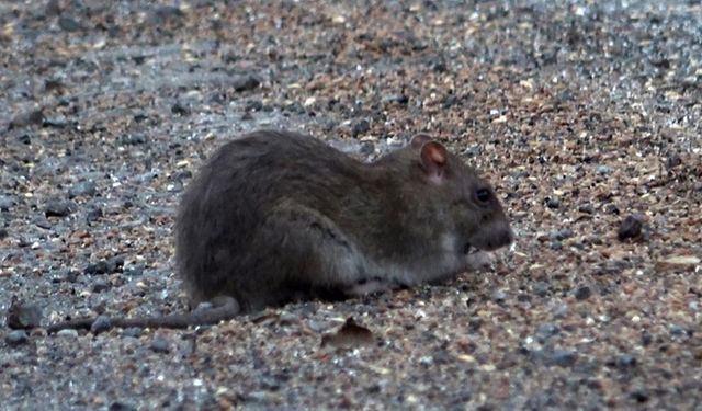 Araçlardan Dökülen Tahıllarla Beslenen Fareler, Kara Yolunu Adeta İstila Etti