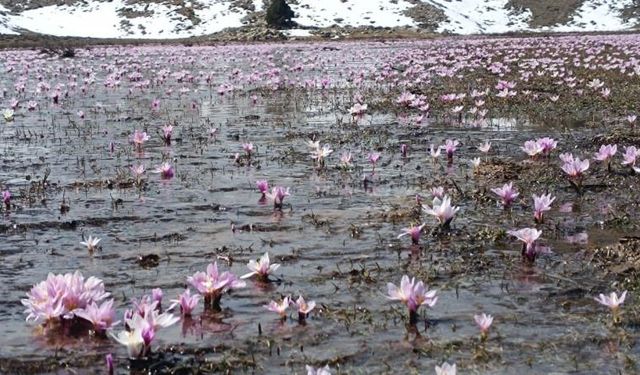 Karların erimesiyle çıkan kardelenler görsel şölen sundu