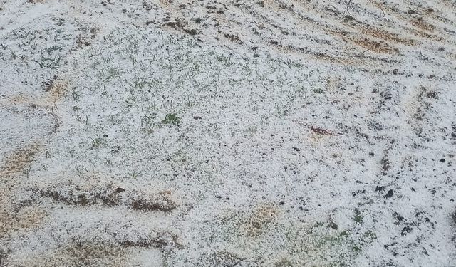 Dolu Yağışı Tarım Arazilerini Beyaza Bürüdü