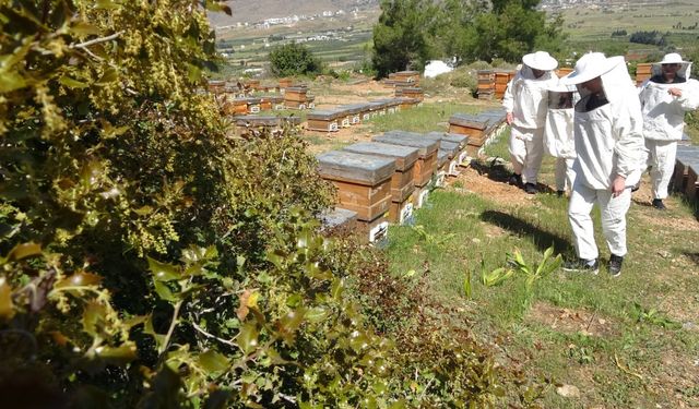 Bahar meyvesini verdi: Şifa deposu polende hasat başladı