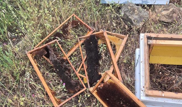 Ayının Kovanlara Saldırdığı Anlar Kamerada