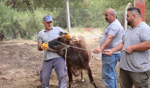 Büyükşehir Belediyesi Kurban Bayramı'na Hazır
