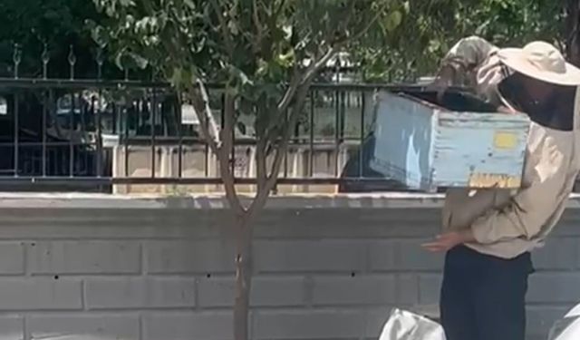 Güvenlik Görevlisi Oğul Veren Arıları Kovana Aldı