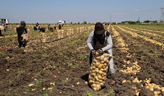 Hasadı Süren Patateste Fiyat 7 Liraya Kadar Geriledi