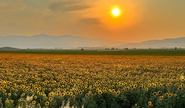 Kahramanmaraş Dulkadiroğlu'nda fırsat tarla: Mahkeme fiyatını açıkladı
