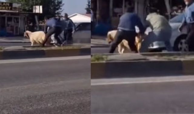Kahramanmaraş’ta Kurbanlık Kaçtı, Sahipleri Peşinden Koştu