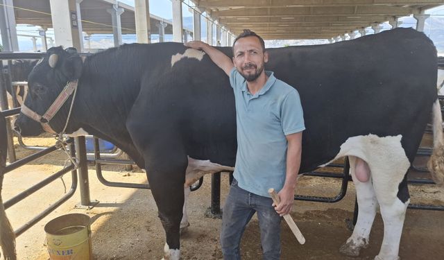 Kahramanmaraş’ta Canlı Hayvan Borsası’nın Gözdesi: 960 Kiloluk Tosun!