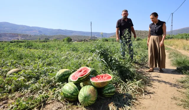 Karpuz tarlasında umut filizlendi! Üretici çaresiz, belediye destekte