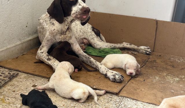 Tescilli Irk Olan Çatalburun Köpeği Bir Batında 13 Yavru Dünyaya Getirdi
