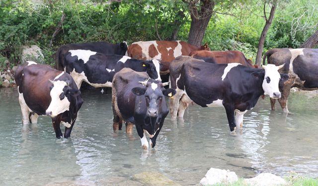 Sıcaklar Bunalttı, Hayvanlar Suya Girerek Serinledi